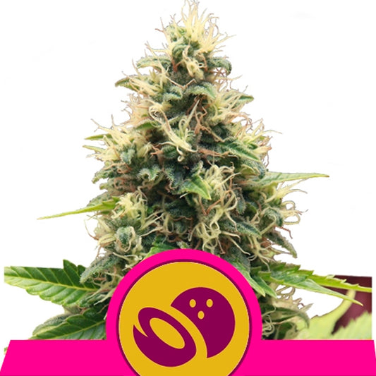 Somango XL  3 u. fem. Royal Queen