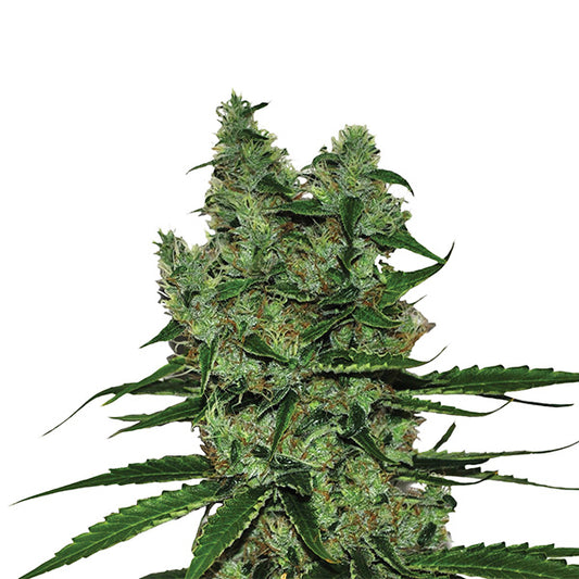 Somango XXL 5 fem. seeds Nirvana