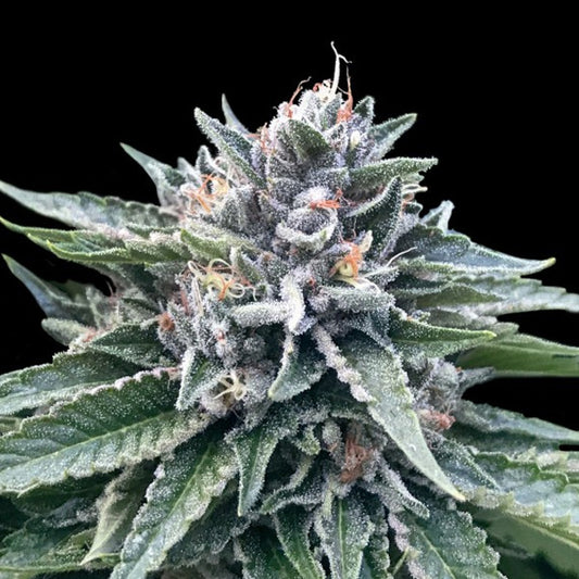 Sorbet #4 - 3 ea. fem. DNA Genetics