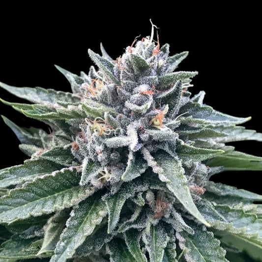 Sorbet #4 - 5 pc. fem. DNA Genetics