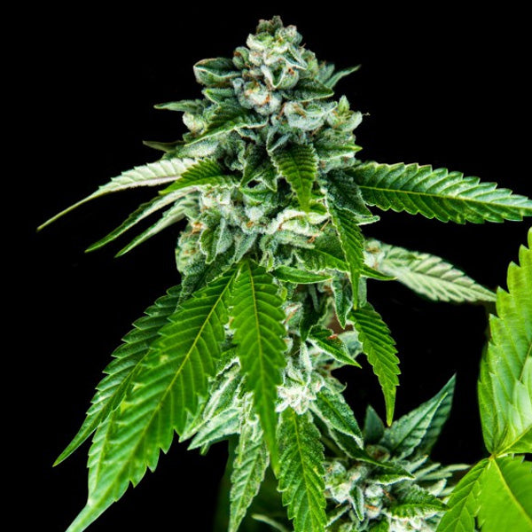 Sorbet Dreams 10 fem. seeds DNA Genetics
