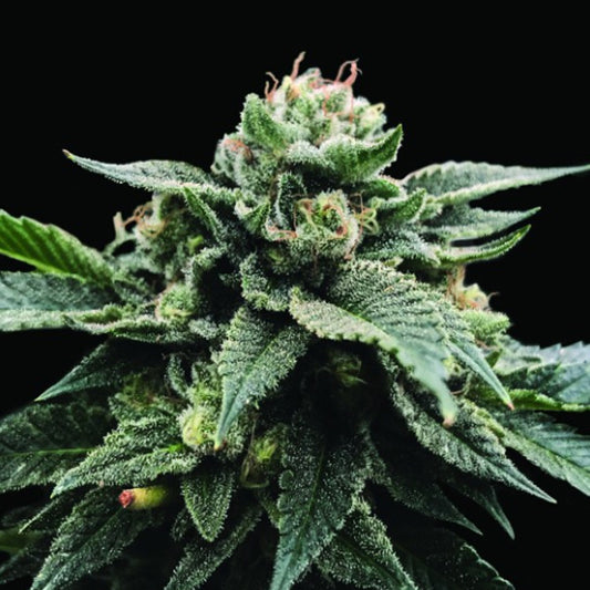 Sorbet Stash 3 female seeds DNA Genetics