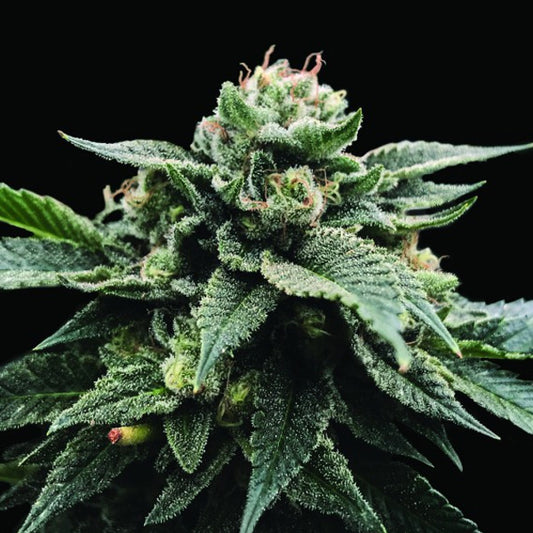 Sorbet Stash 5 fem. seeds DNA Genetics