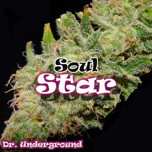 Soul Star 8 feminized seeds Dr Underground