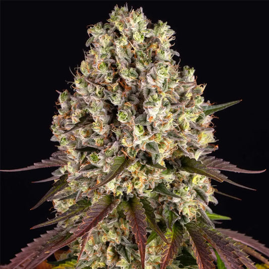 Sour Diesel   1 u. fem. Barney's