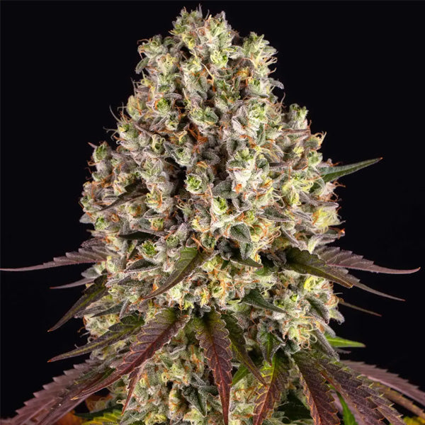 Sour Diesel   3 u. fem. Barney's