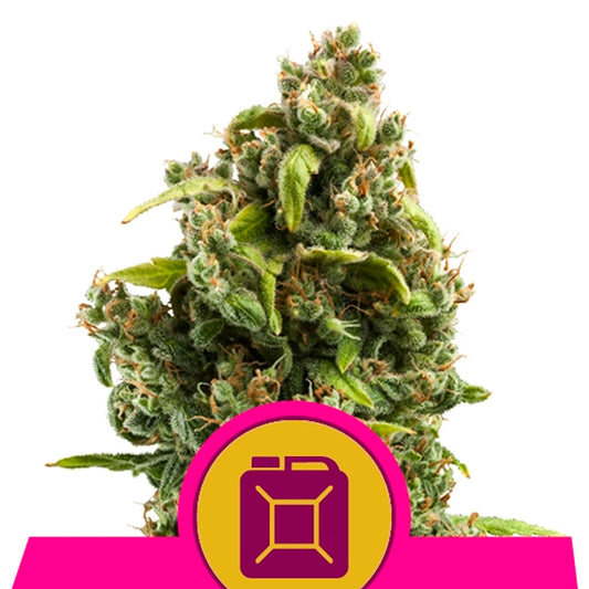 Sour Diesel  1 u. fem. Royal Queen