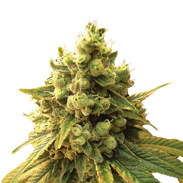 Sour Diesel 5 pc. fem. Nirvana