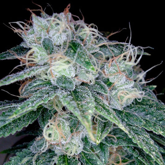 Sour Diesel 10 pc. fem. DNA Genetics
