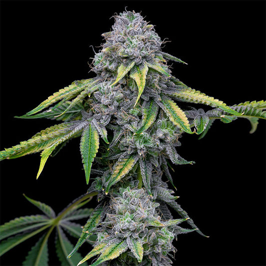 Sour Dubb X Hollywood 6 u. fem Cookies Seed Bank