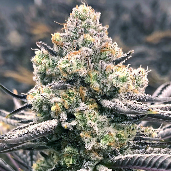 Sour Grape Punch 6 ud. fem Elev8 Seeds