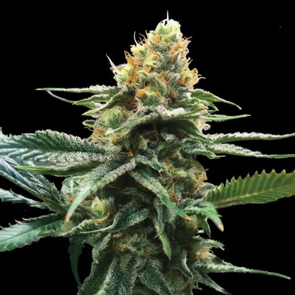 Sour Sorbet 5 pcs. fem. DNA Genetics