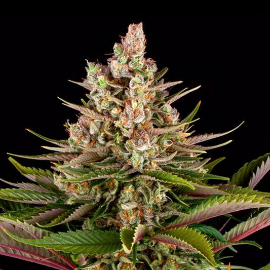 Sour Strawberry  1 u. fem. Barney's