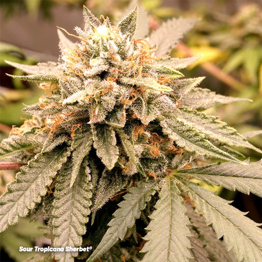 Sour Tropicana Sherbet  5 u. fem. Dutch Passion Limited Edition