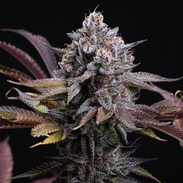Spicy Cherry 3 pz. fem. Positronics Seeds