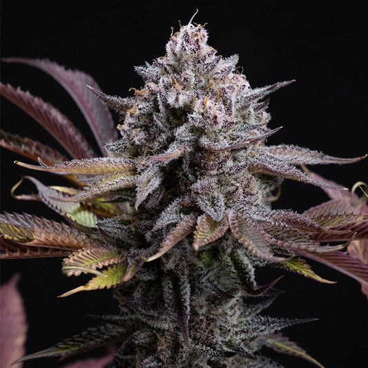 Spicy Cherry 5 u. fem. Positronics Seeds