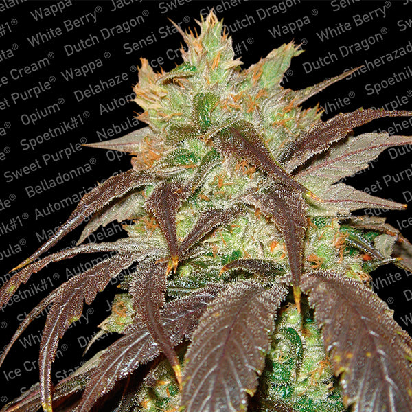 Spoetnik #1 - 3 fem. units Paradise Seeds