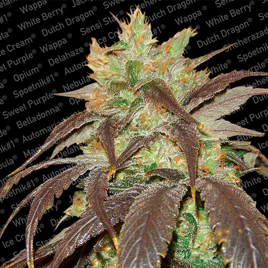 Spoetnik #1 - 3 fem. units Paradise Seeds