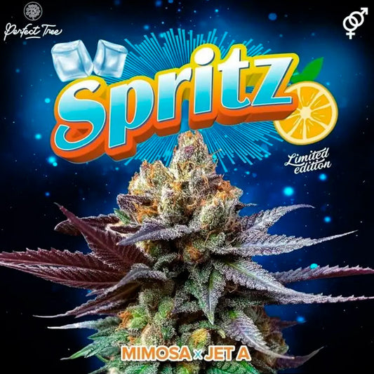 Spritz 3+1 and fem Perfect Tree