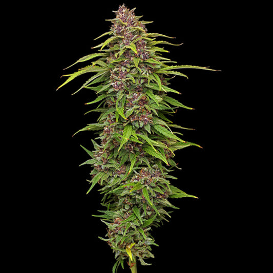 Squirt Feminized 3 u. fem Humboldt Seeds Company