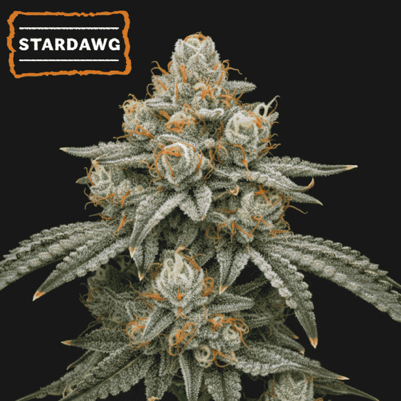 Stardawg  fem.   15 u. Seedstockers
