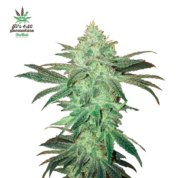 Stardawg Auto 10 pc. fem. FastBuds Seeds
