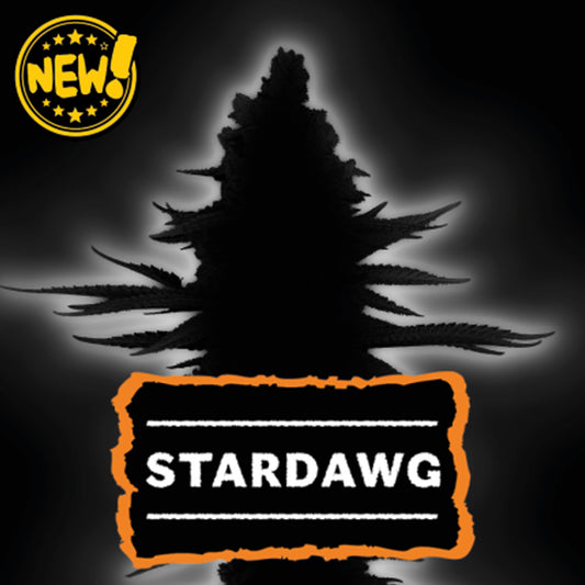 Stardawg feminized. 5 seeds. Seedstockers