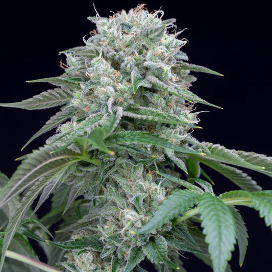 Starfire OG 10 ud Silent Seeds