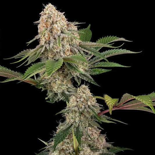 Sticky Berry XXL   5 u. fem. Sensi Seeds