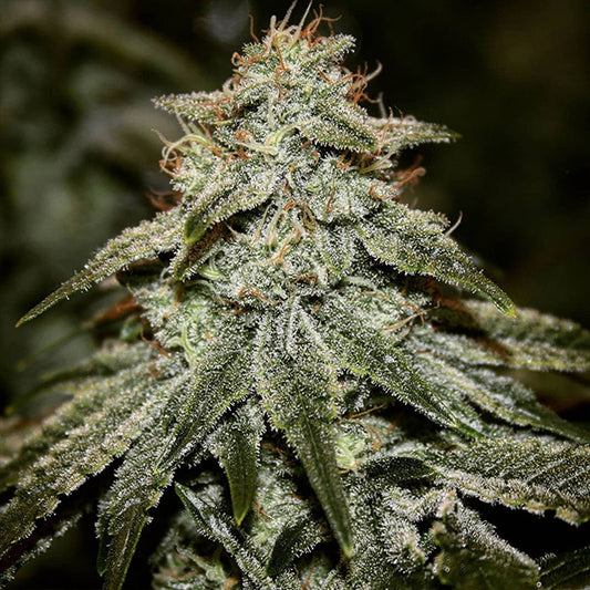 Sticky Gorilla #4 1 u. fem Pure Instinto