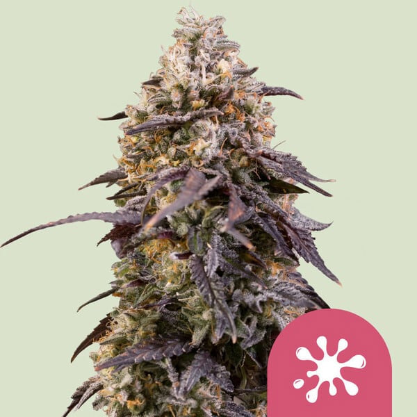 Sticky Queen   3 pz. fem. Royal Queen