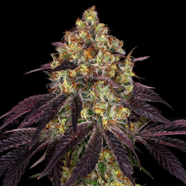 Stracciatela Do-Si-Dos x Strawbanana Cream 5 pz. femm. T.H. Seeds