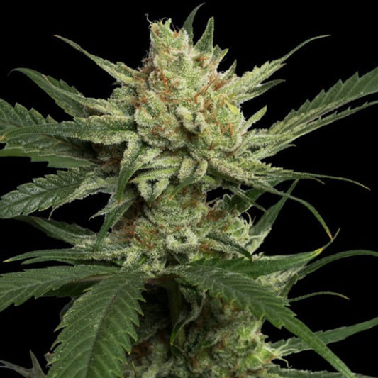 Strawberry Banana 3 pcs. fem. DNA Genetics