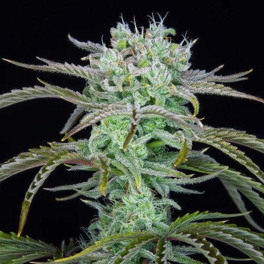 Strawberry Banana Auto 1 pc. fem. FastBuds Seeds