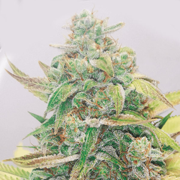 Strawberry Cake CBD  5 ud Medical Seeds