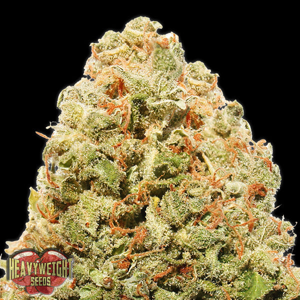 Strawberry Cheesecake 10 pcs. fem. Heavyweight Seeds