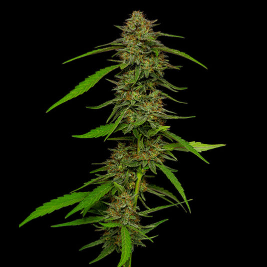 Strawberry Cheesecake 5 u. fem Humboldt Seeds Company