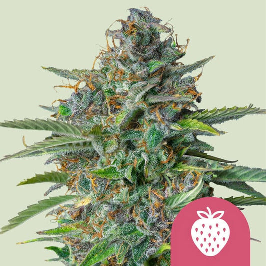Strawberry Cough   5 u. fem. Royal Queen
