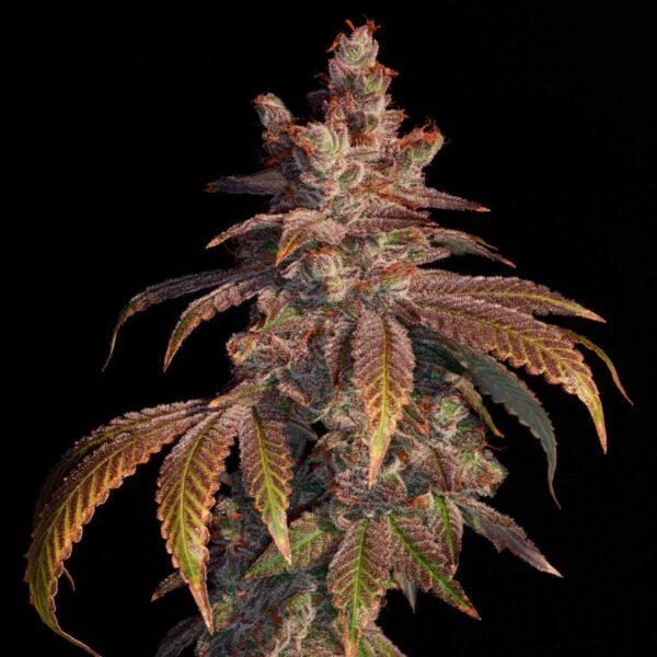 Strawberry Gambino 6 ud. fem Elev8 Seeds
