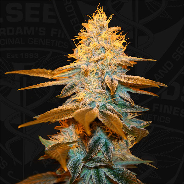Strawberry Glue 5 pc. fem. T.H. Seeds