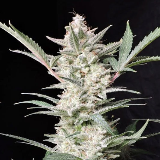 Strawberry Gorilla Auto 3 pcs. fem. FastBuds Seeds