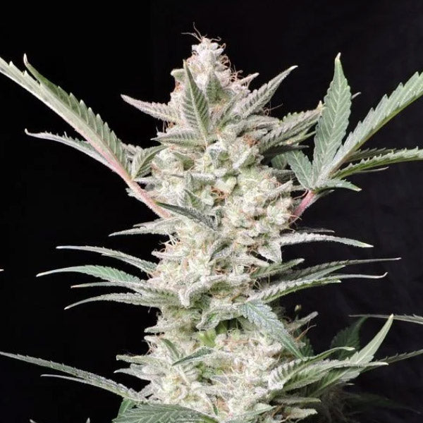 Strawberry Gorilla Auto 10 pcs. fem. FastBuds Seeds