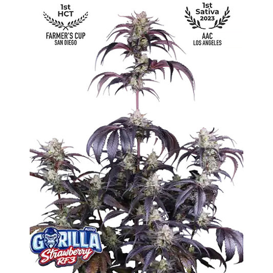 Strawberry Gorilla Auto RF3   5 u. fem. FastBuds Seeds