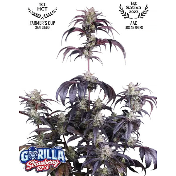 Strawberry Gorilla Auto RF3  10 u. fem. FastBuds Seeds