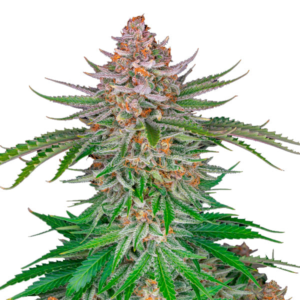 Strawberry Pie Auto 10 pz. fem. FastBuds Seeds
