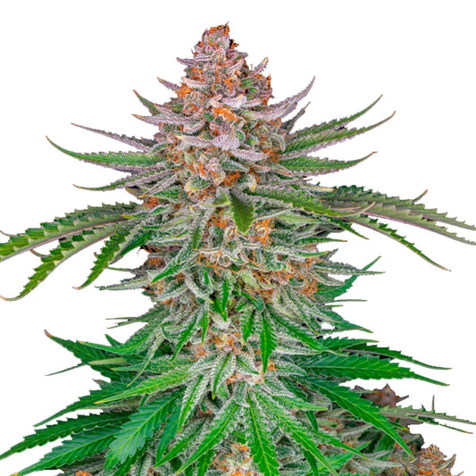 Strawberry Pie Auto 10 pcs. fem. FastBuds Seeds