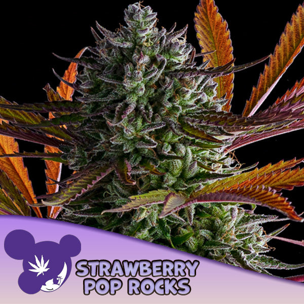 Strawberry Pop Rocks 10 u. fem Anesia