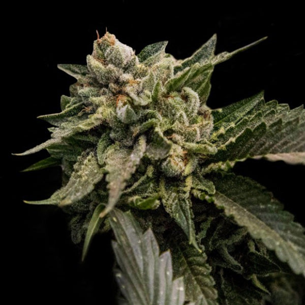 Strawberry Sorbet 3 female DNA Genetics