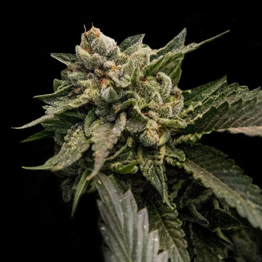 Strawberry Sorbet 10 pc. fem. DNA Genetics