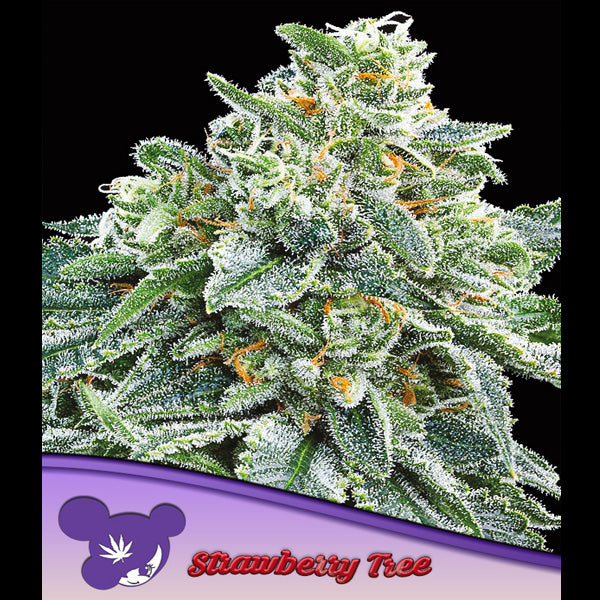 Strawberry Tree  3 u. fem Anesia